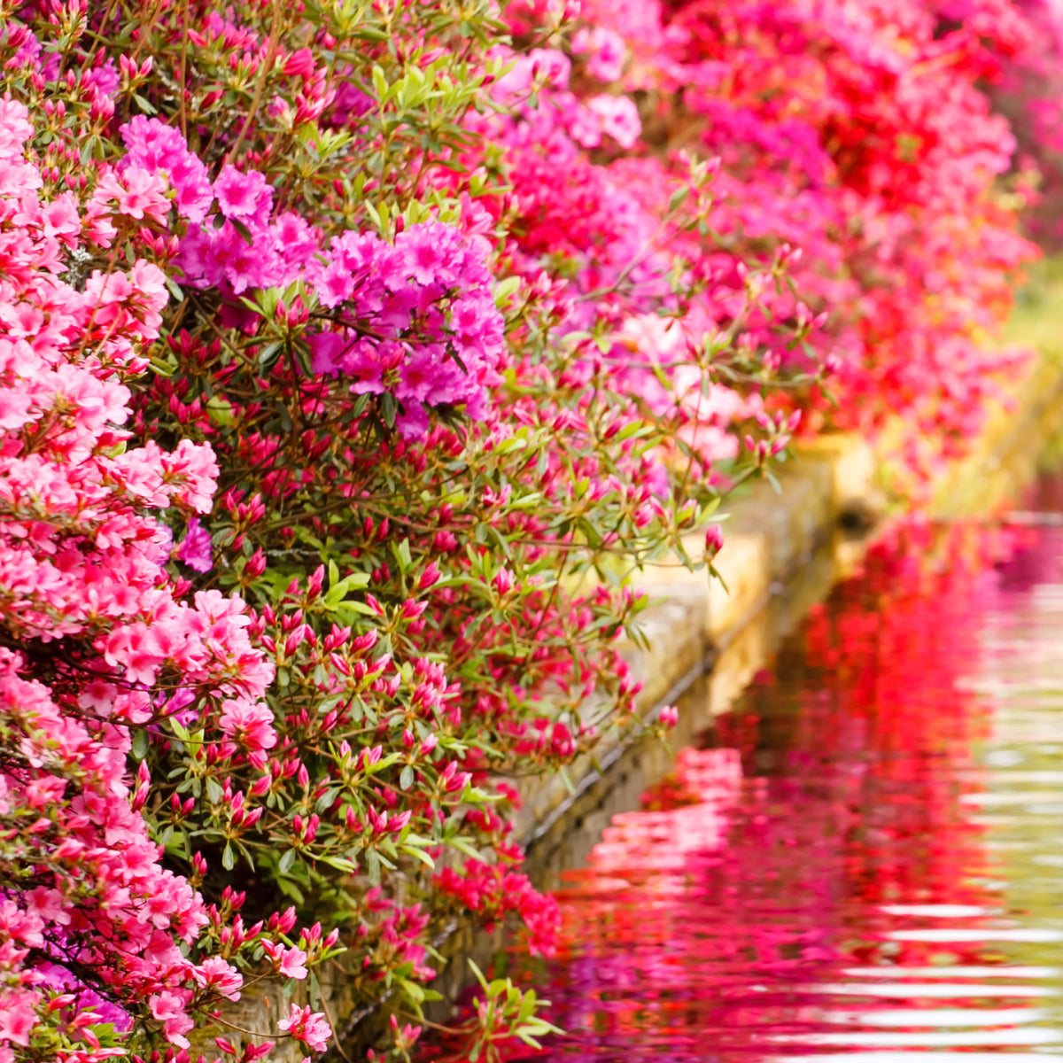 Japanische Azalee rosa