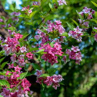 Weigelie ‘Pink Princess’ - Bakker