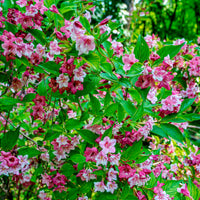 Blühende Sträucher - Weigelie ‘Pink Princess’ - Weigela pink princess