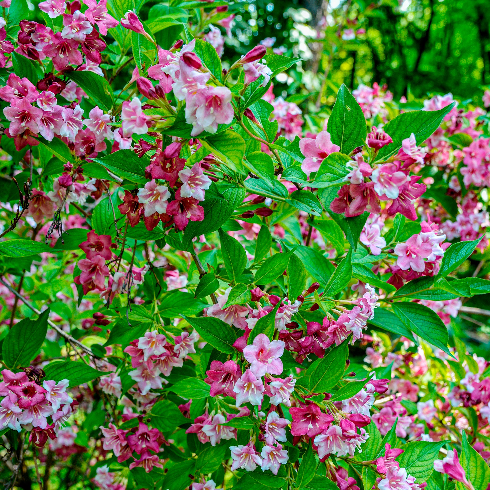 Blühende Sträucher - Weigelie ‘Pink Princess’ - Weigela pink princess