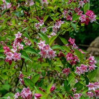 Weigela pink princess - Weigelie ‘Pink Princess’ - Blühende Sträucher