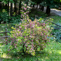 Weigelie ‘Pink Princess’ - Weigela pink princess - Bakker