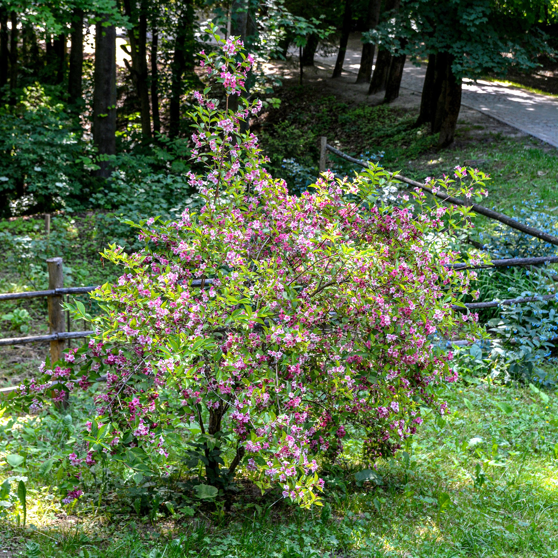 Weigelie ‘Pink Princess’ - Weigela pink princess - Bakker
