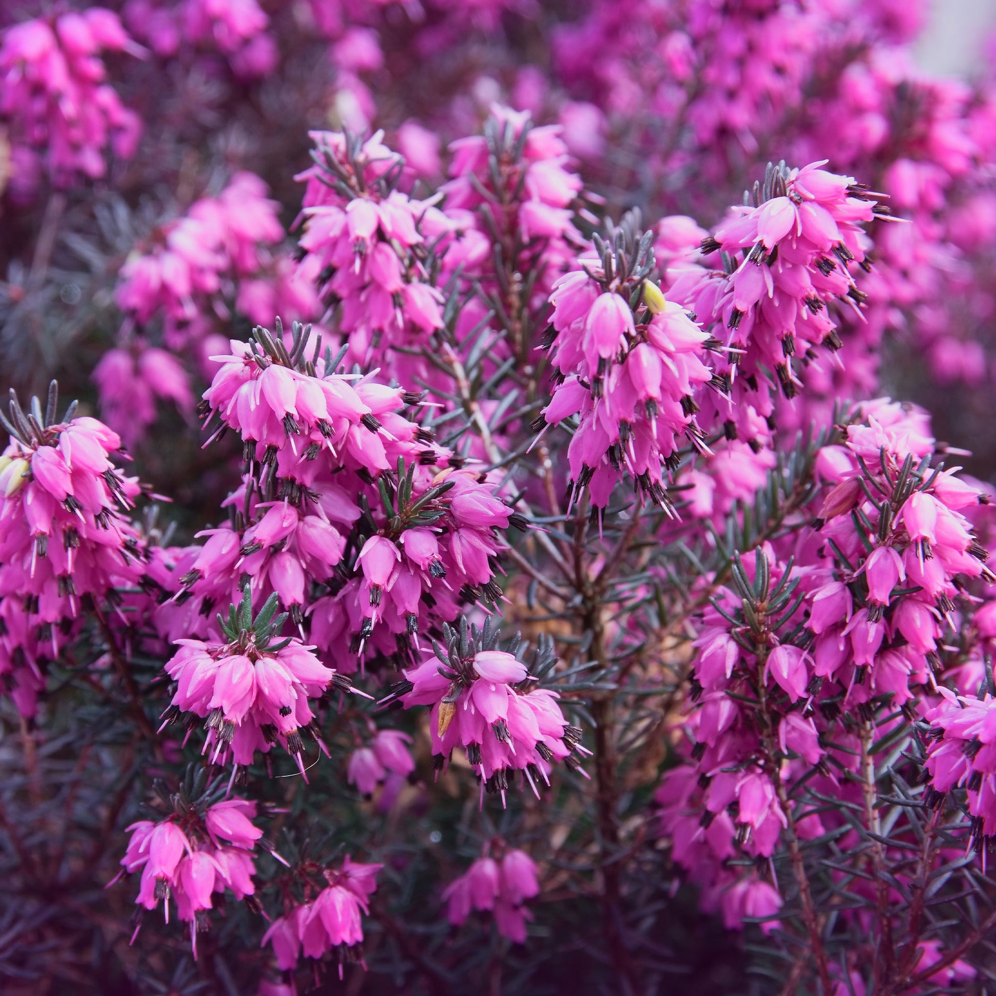 Winterheide ‘Lucie’ - Bakker