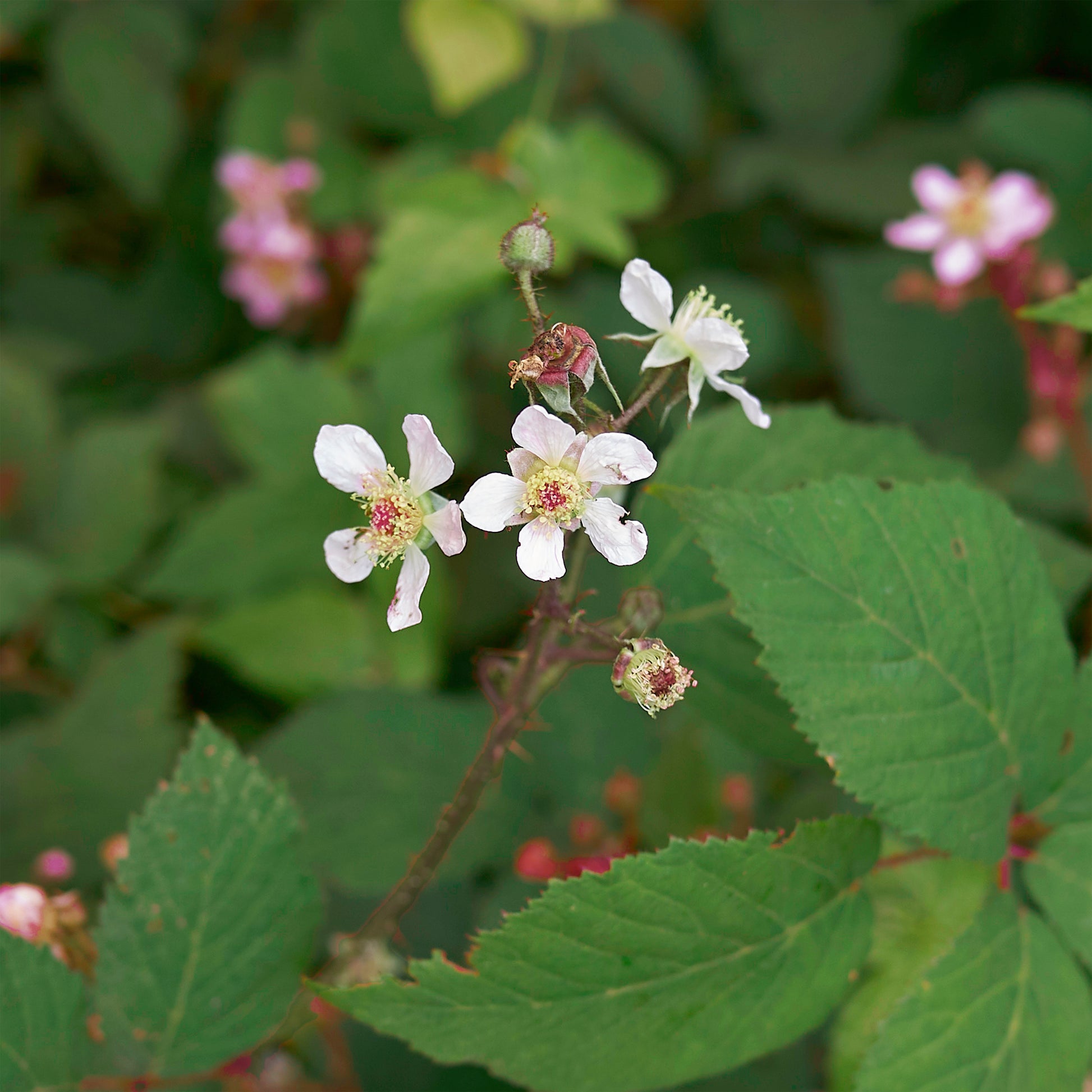 Himbeeren - Himbeerbaum Zeva - Rubus idaeus zeva