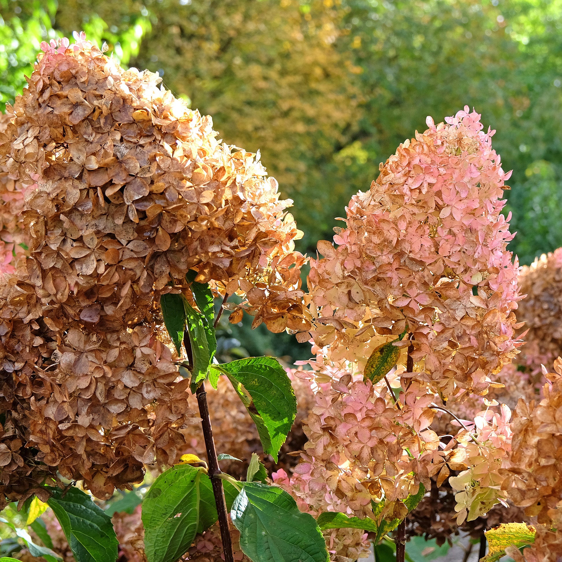 Rispenhortensie - Rispenhortensie Phantom - Hydrangea paniculata phantom