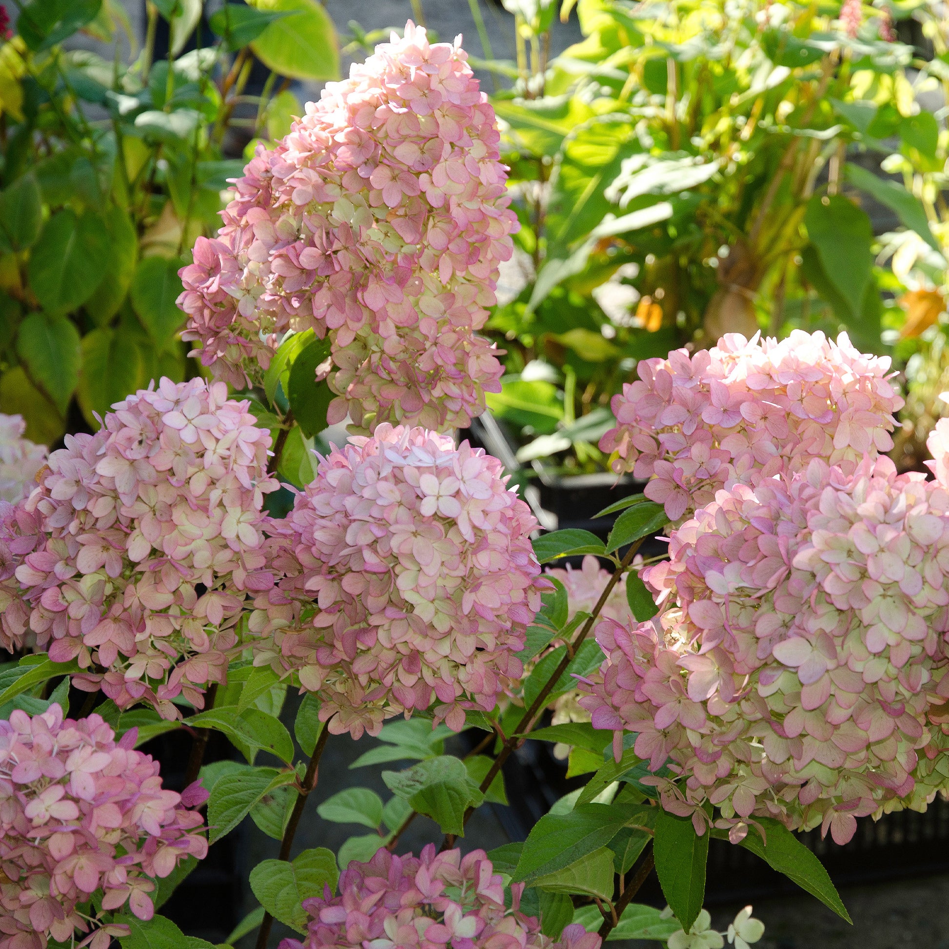 Rispenhortensie - Rispenhortensie Magical® Candle - Hydrangea paniculata magical ® candle