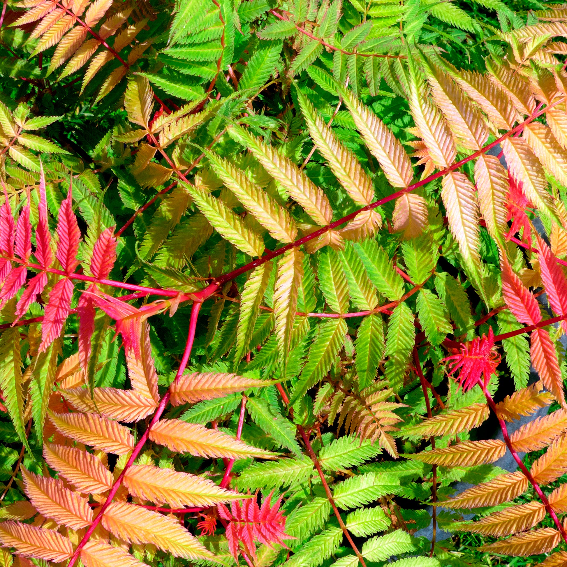 Sorbaria sorbifolia pink hopi ® - Fiederspiere Pink Hopi® - Blühende Sträucher
