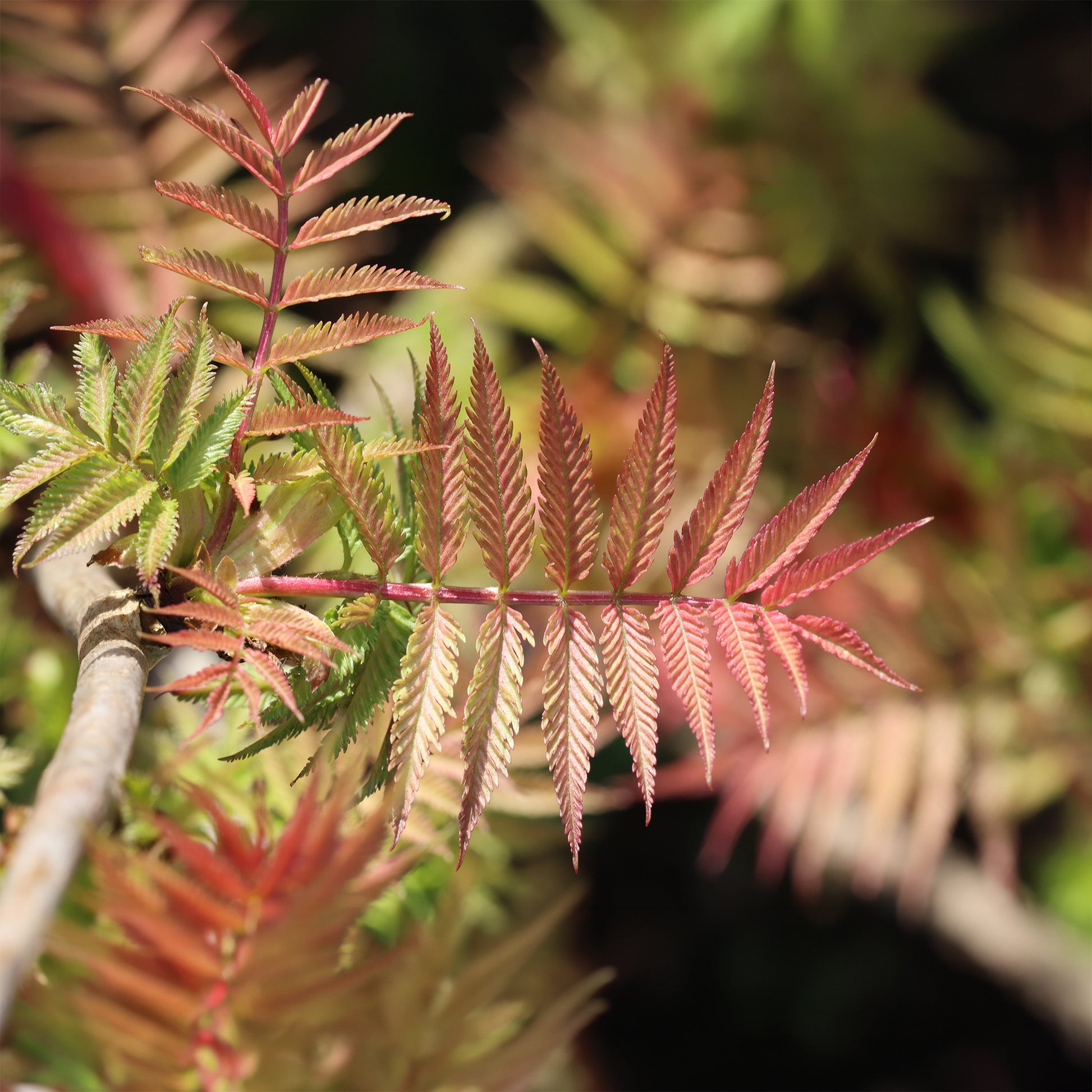 Blühende Sträucher - Fiederspiere Pink Hopi® - Sorbaria sorbifolia pink hopi ®