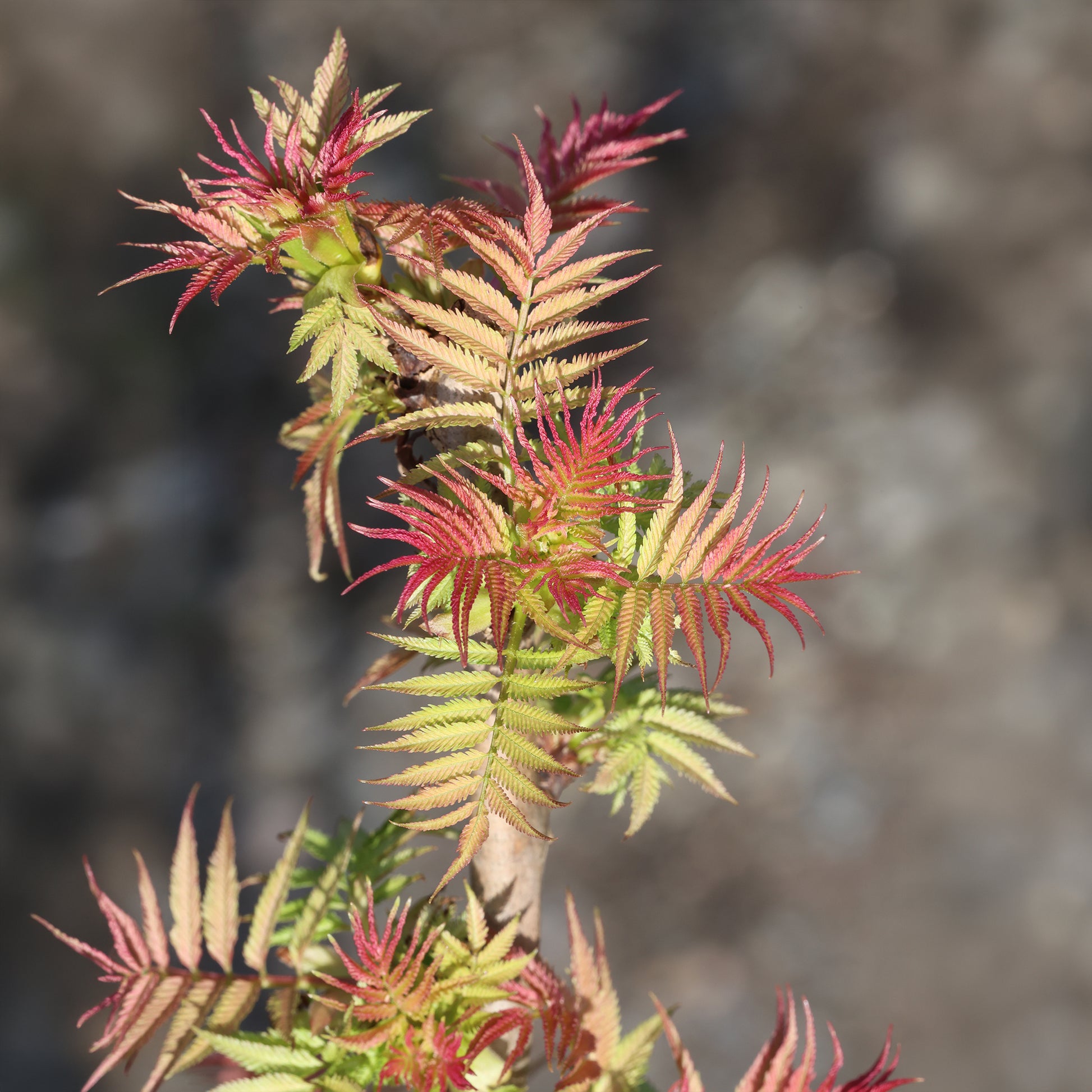 Verkauf Fiederspiere Pink Hopi® - Sorbaria sorbifolia pink hopi ®