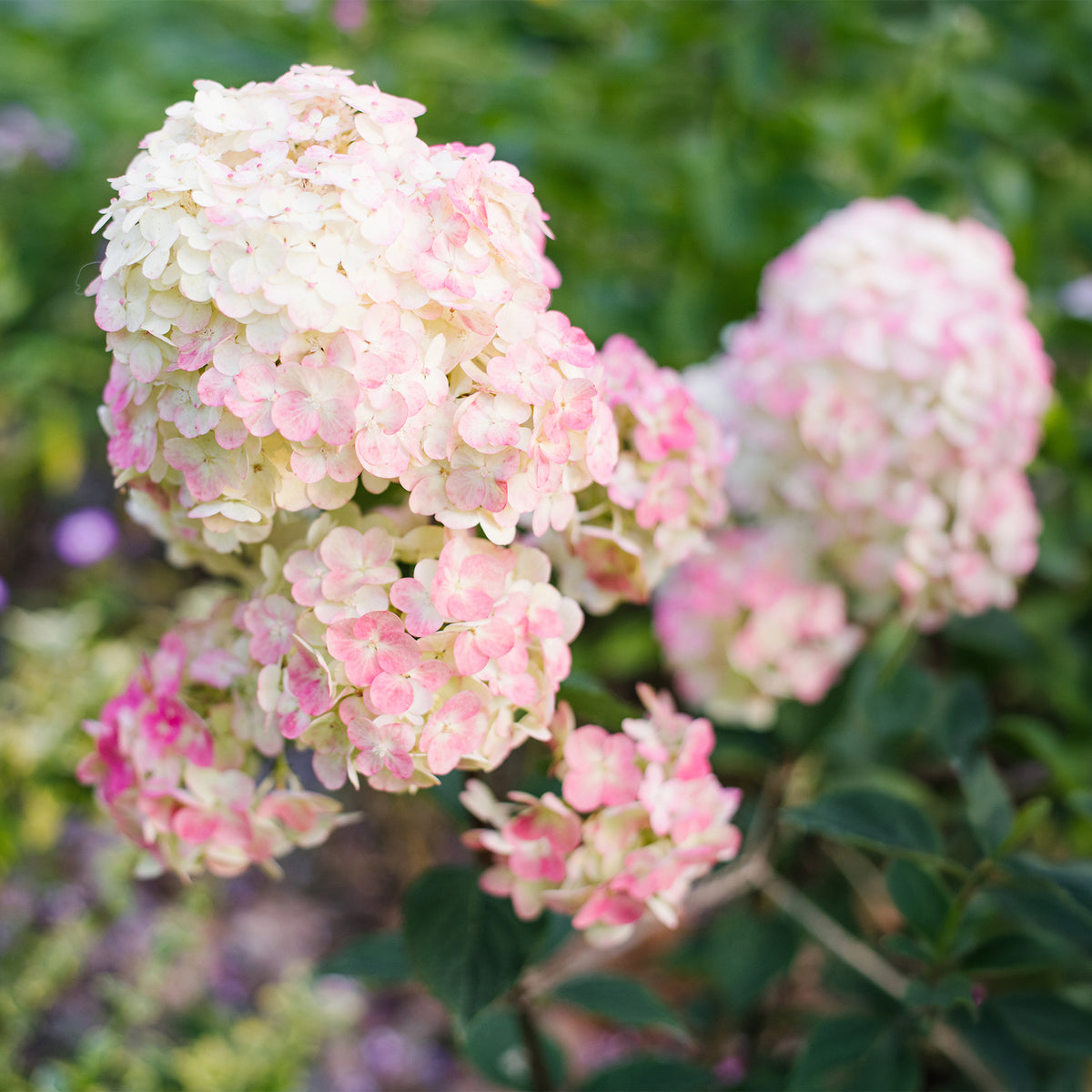 Rispenhortensie Framboisine® Rensam