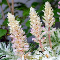 Tasmanischer Bärenklau ‘Angel’ - Acanthus hybride tasmanian angel - Bakker