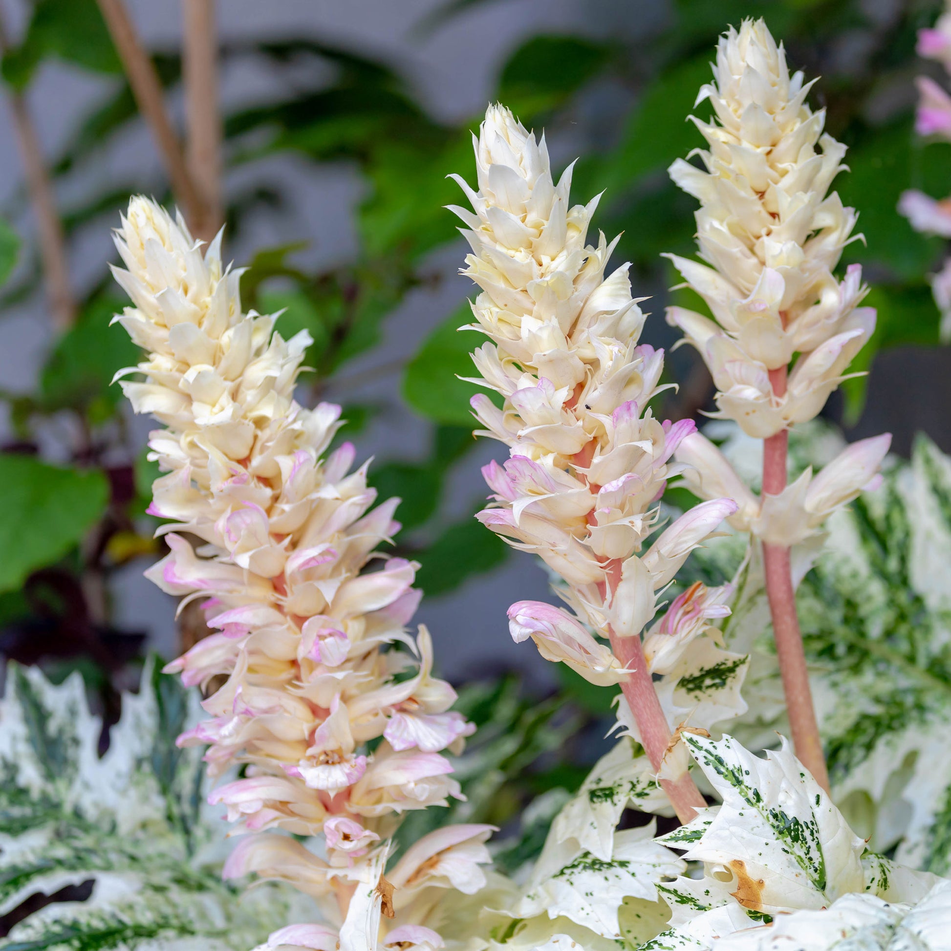 Tasmanischer Bärenklau ‘Angel’ - Acanthus hybride tasmanian angel - Bakker