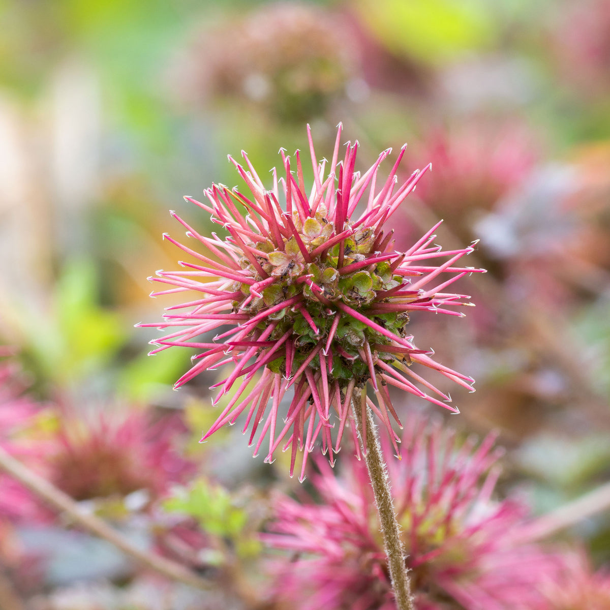 Acaena microphylla Kupferteppich - Stachelnüsschen Kupferteppich - Stauden