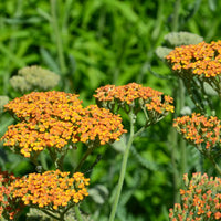 Stauden - 5 Stauden für ein naturnahes Beet - Stipa gigantea, Pennisetum alopecuroides,Rudbeckia fulgida,Achillea millefolium,Persicaria amplexicaulis 