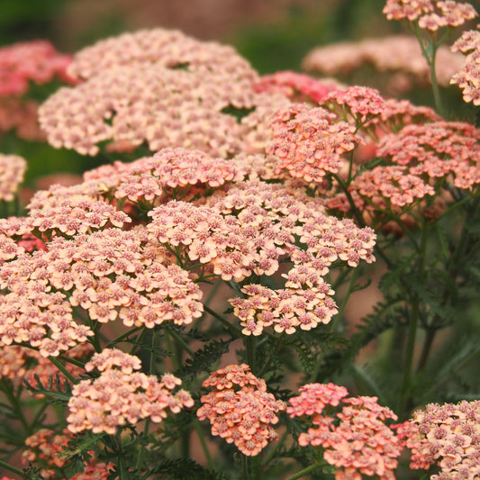 Schafgarbe ‘Apricot Delight’ - Bakker