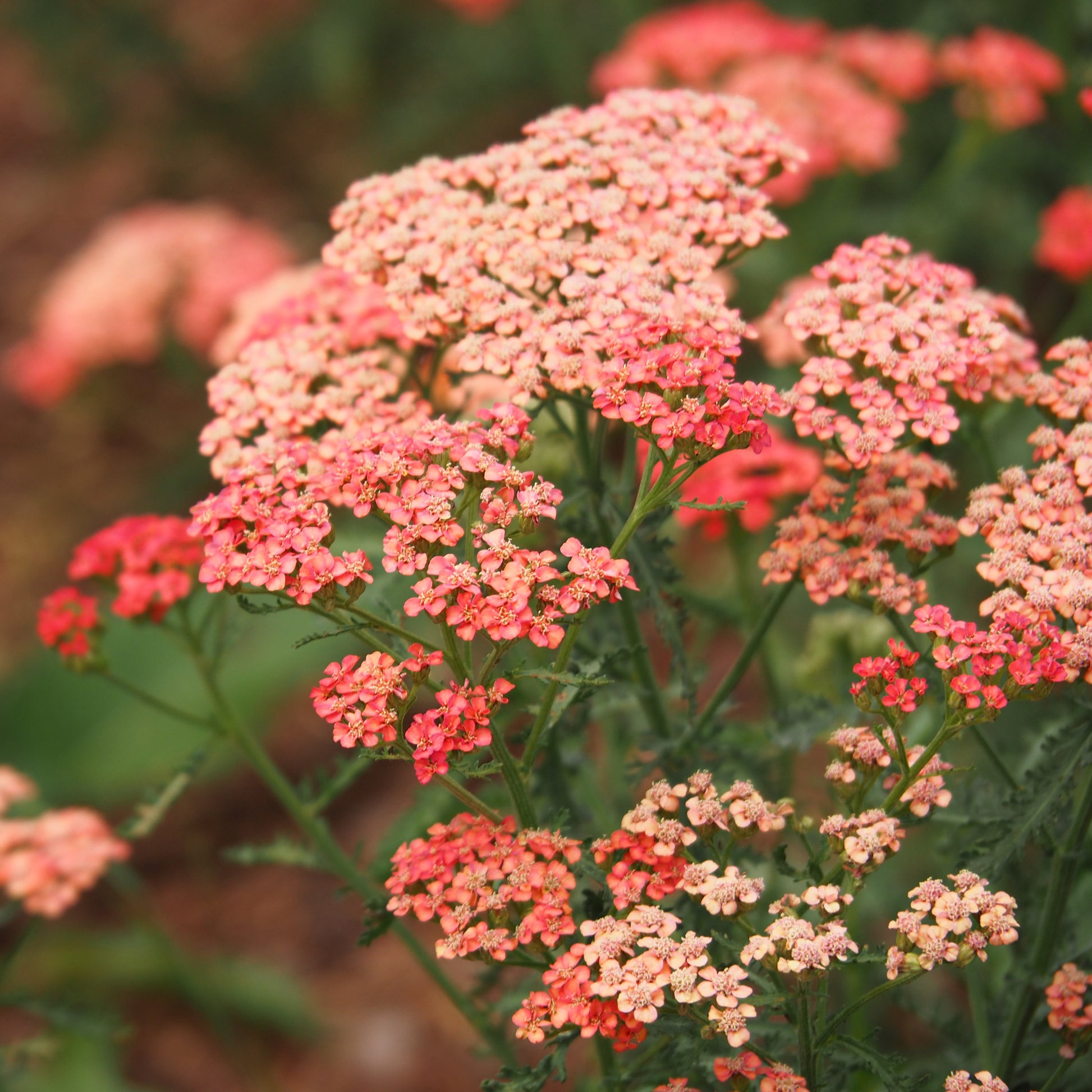 Schafgarbe ‘Apricot Delight’ - Achillea millefolium Apricot Delight - Bakker