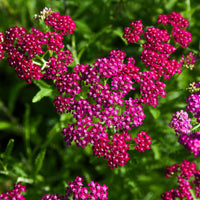 Schafgarbe ‘Cerise Queen’ - Bakker