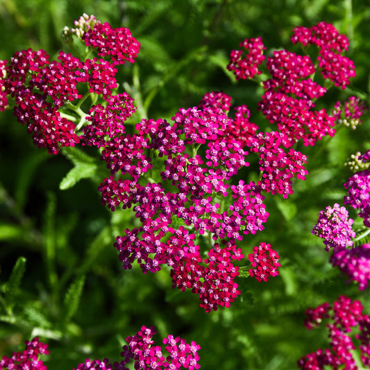 Schafgarbe ‘Cerise Queen’ - Bakker