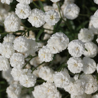 Achillea ptarmica The Pearl - Schafgarbe The Pearl - Schafgarbe