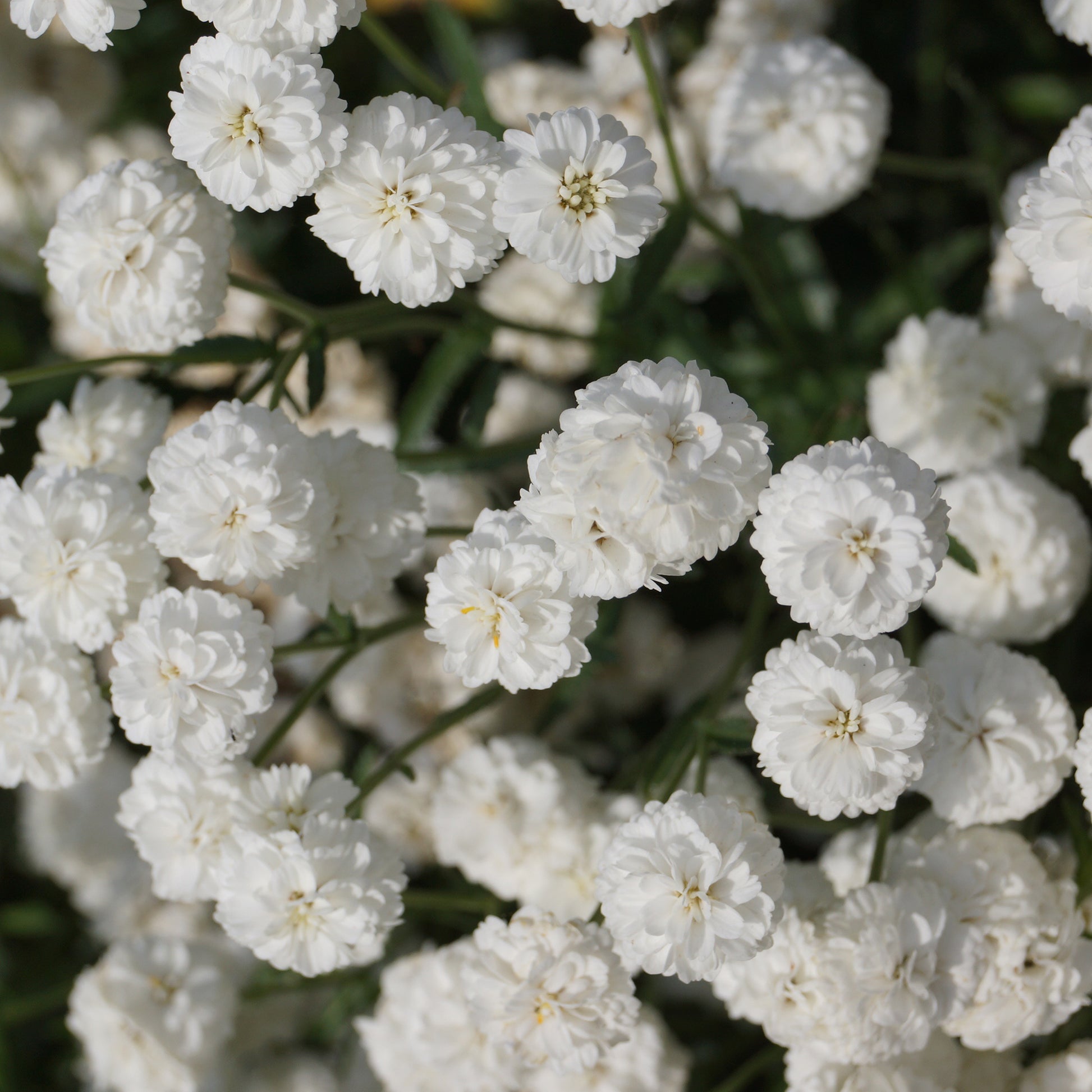 Achillea ptarmica The Pearl - Schafgarbe The Pearl - Schafgarbe