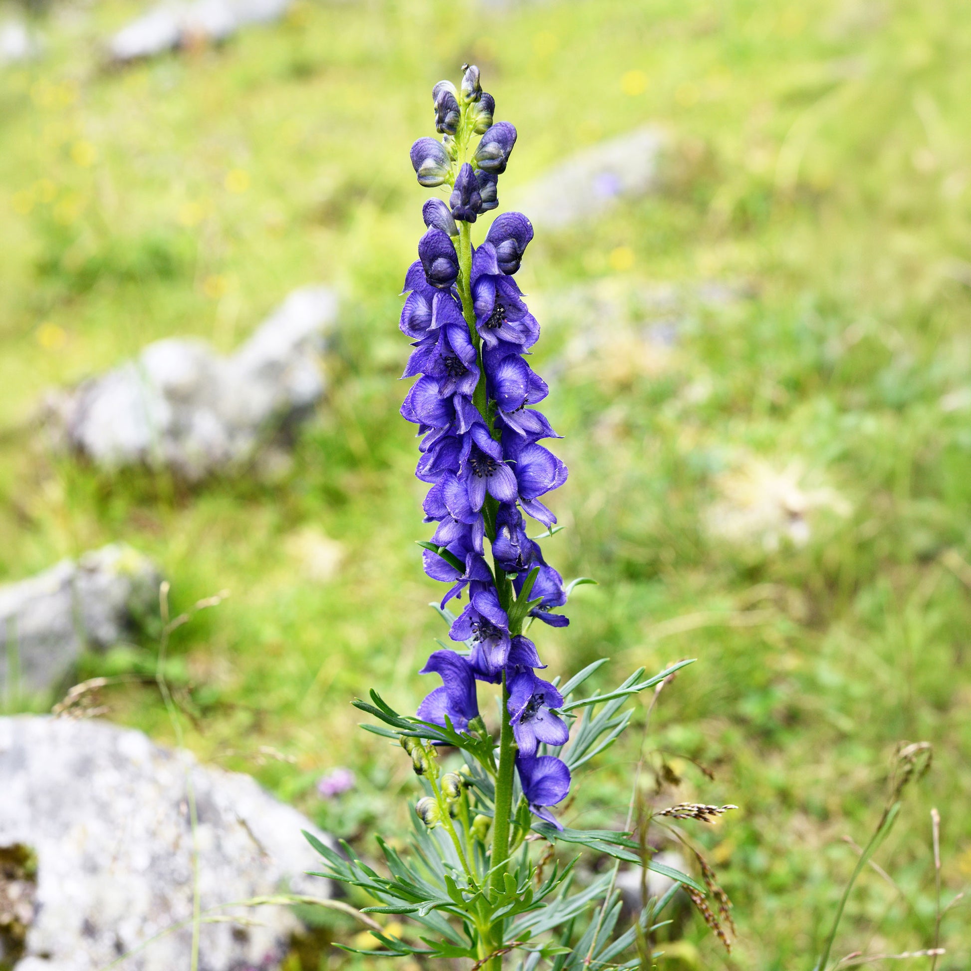 Verkauf Eisenhut - Aconitum napellus
