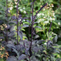 Actaea simplex Brunette - Silberkerze Brunette - Silberkerze