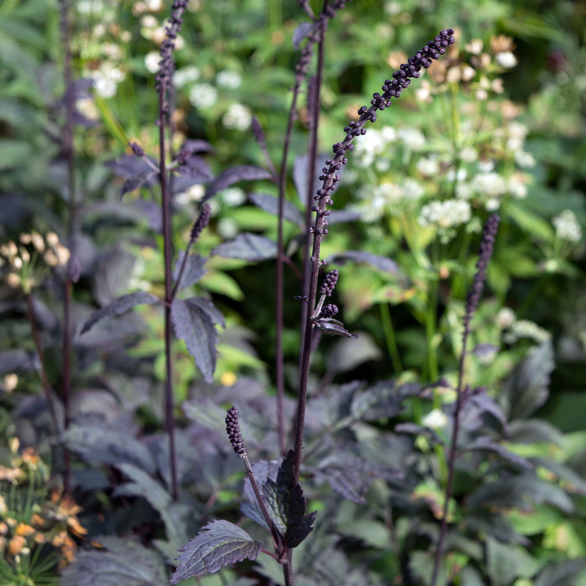 Actaea simplex Brunette - Silberkerze Brunette - Silberkerze