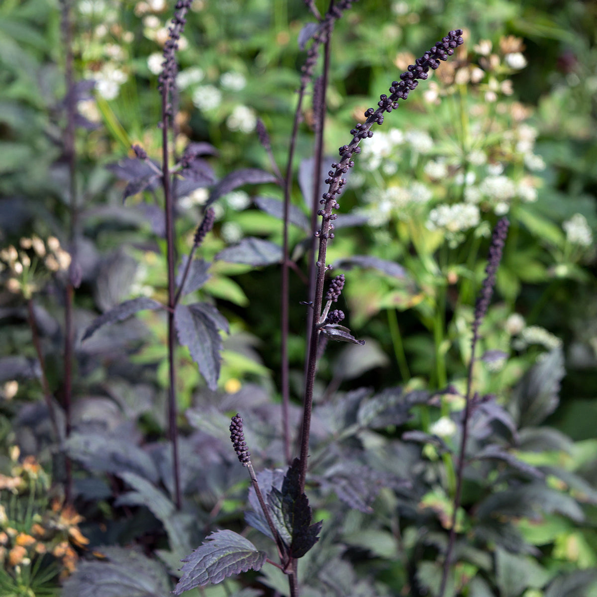 Actaea simplex Brunette - Silberkerze Brunette - Silberkerze