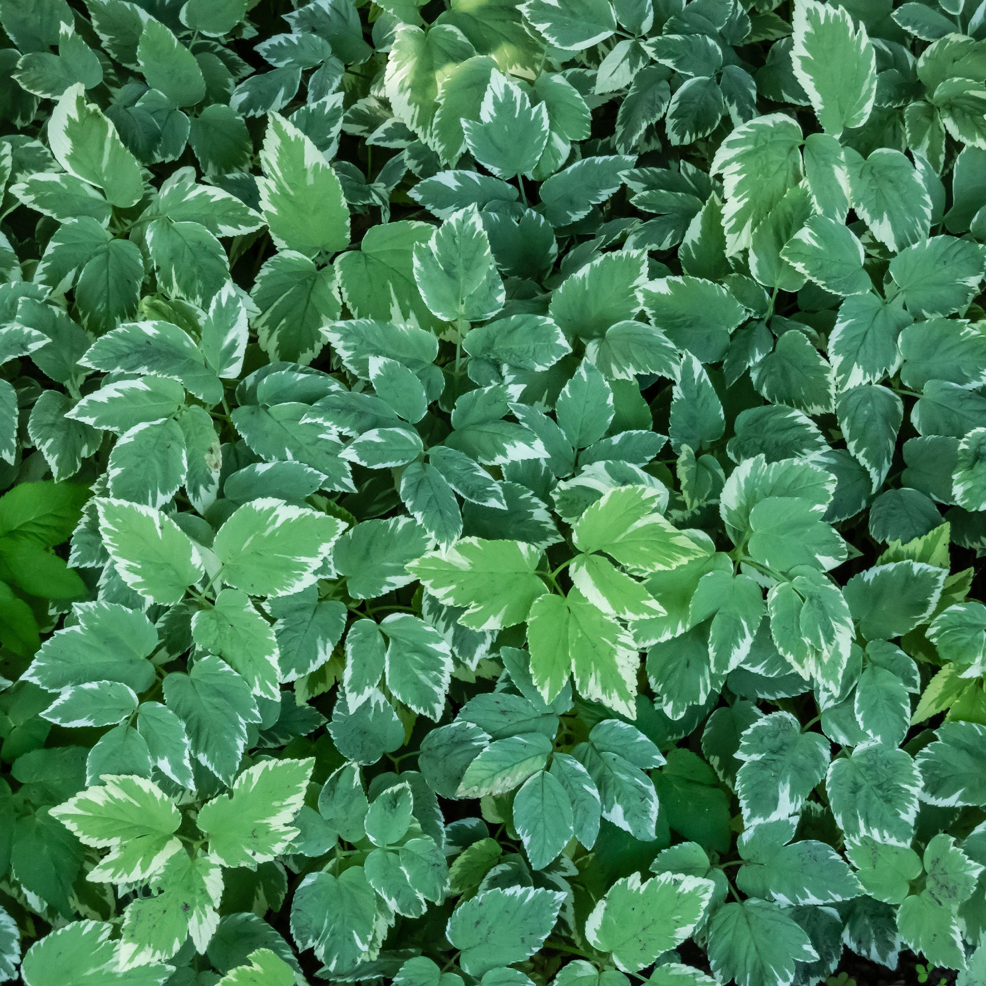 Buntblättriger Giersch - Aegopodium podograria variegatum - Bakker