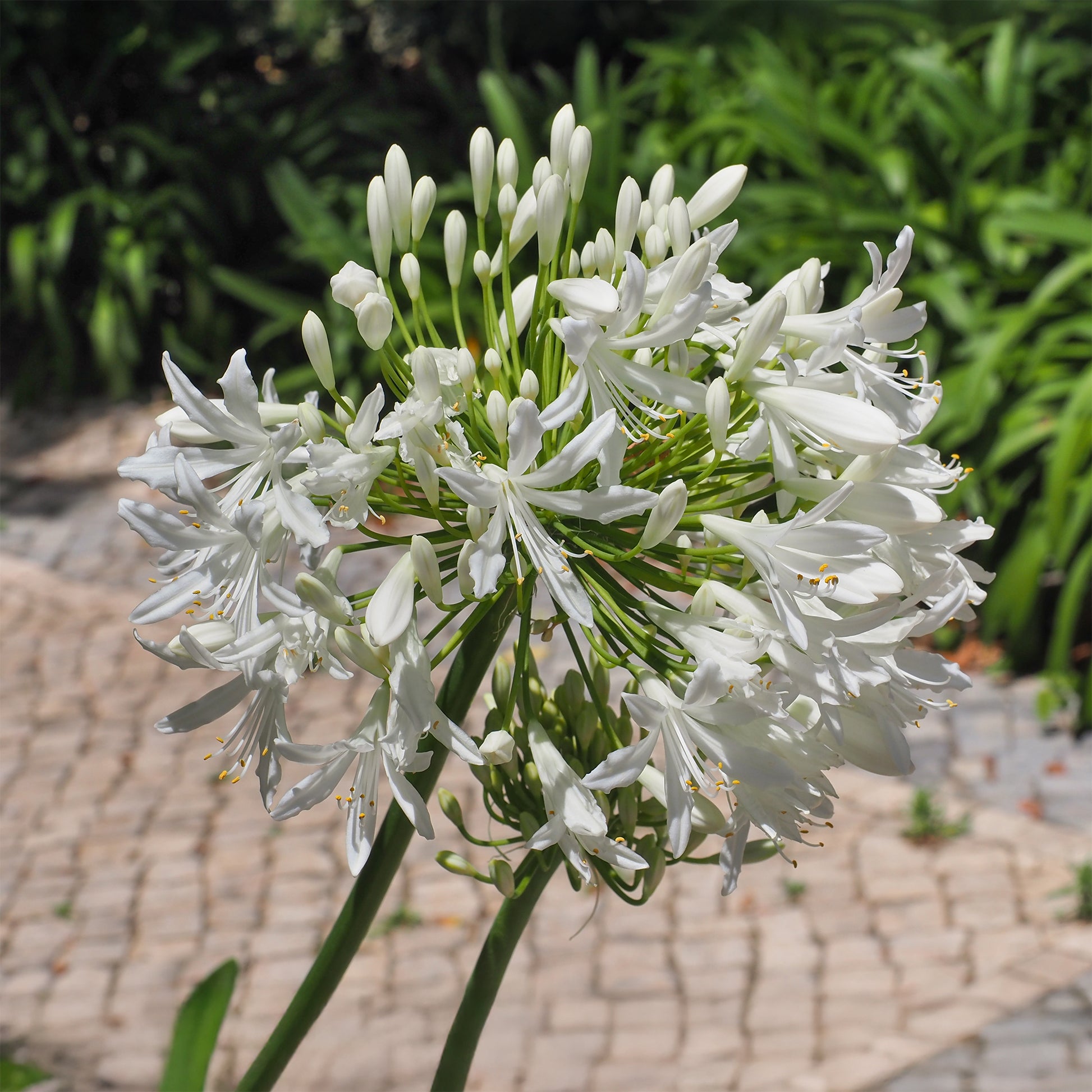 Agapanthus - Schmucklilie weiß - Agapanthus africanus albus