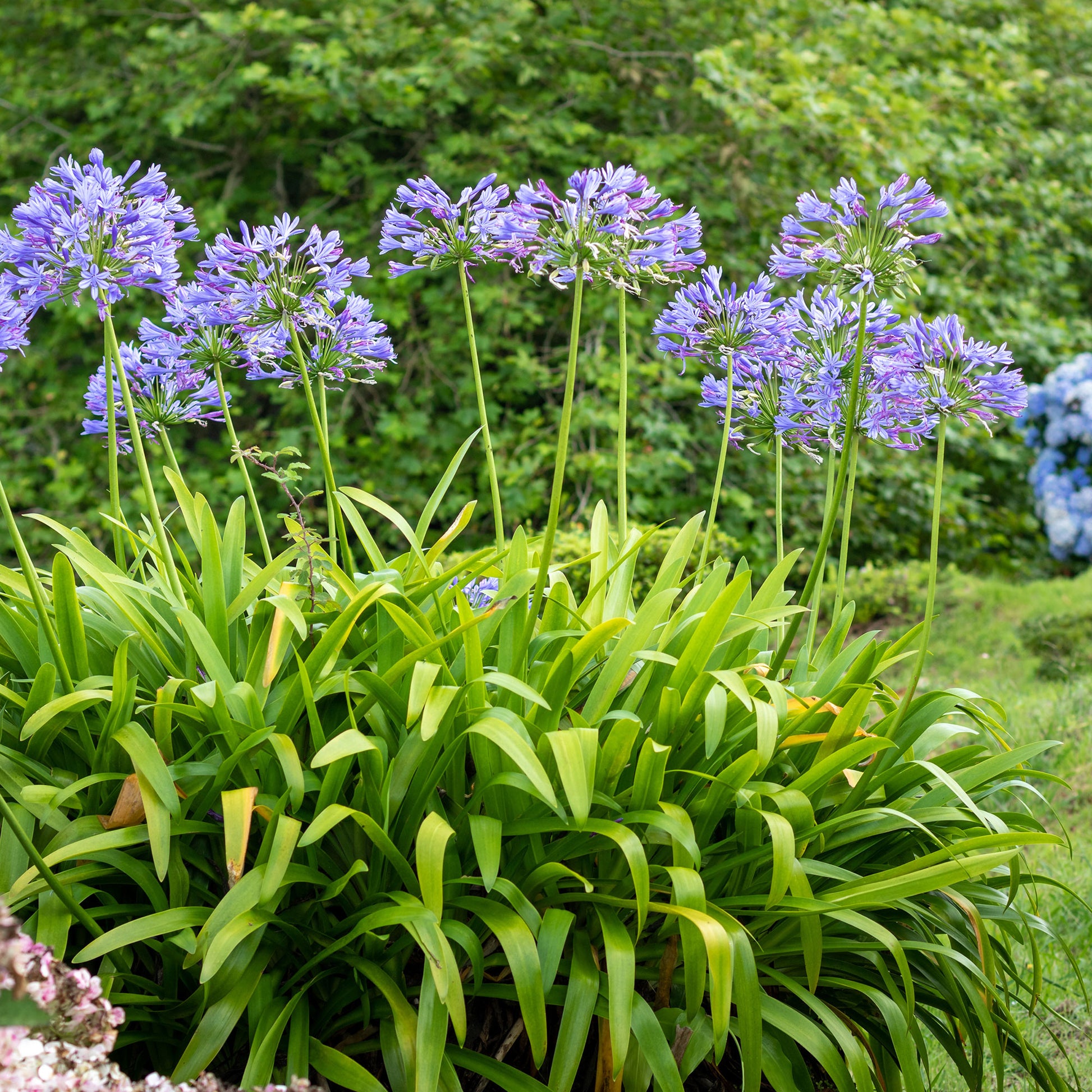 Agapanthus - Schmucklilie - Agapanthus africanus