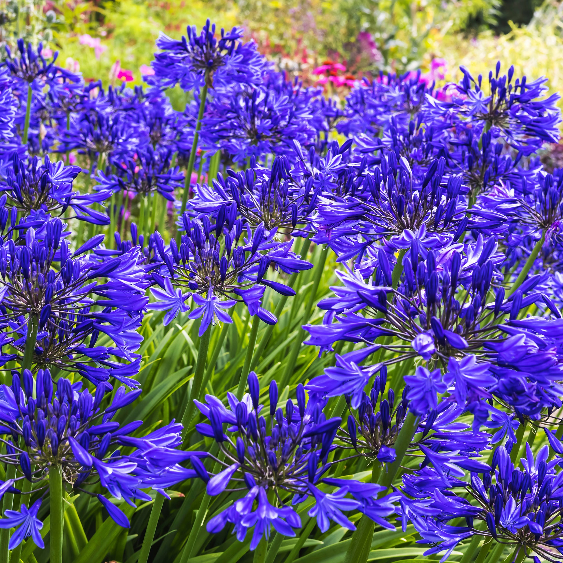 Agapanthus Navy Blue - Bakker