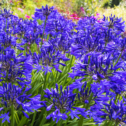 Agapanthus Navy Blue - Bakker