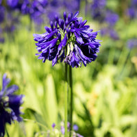 Agapanthus Purple Cloud / Afrikanische Lilie - Agapanthus purple cloud - Bakker