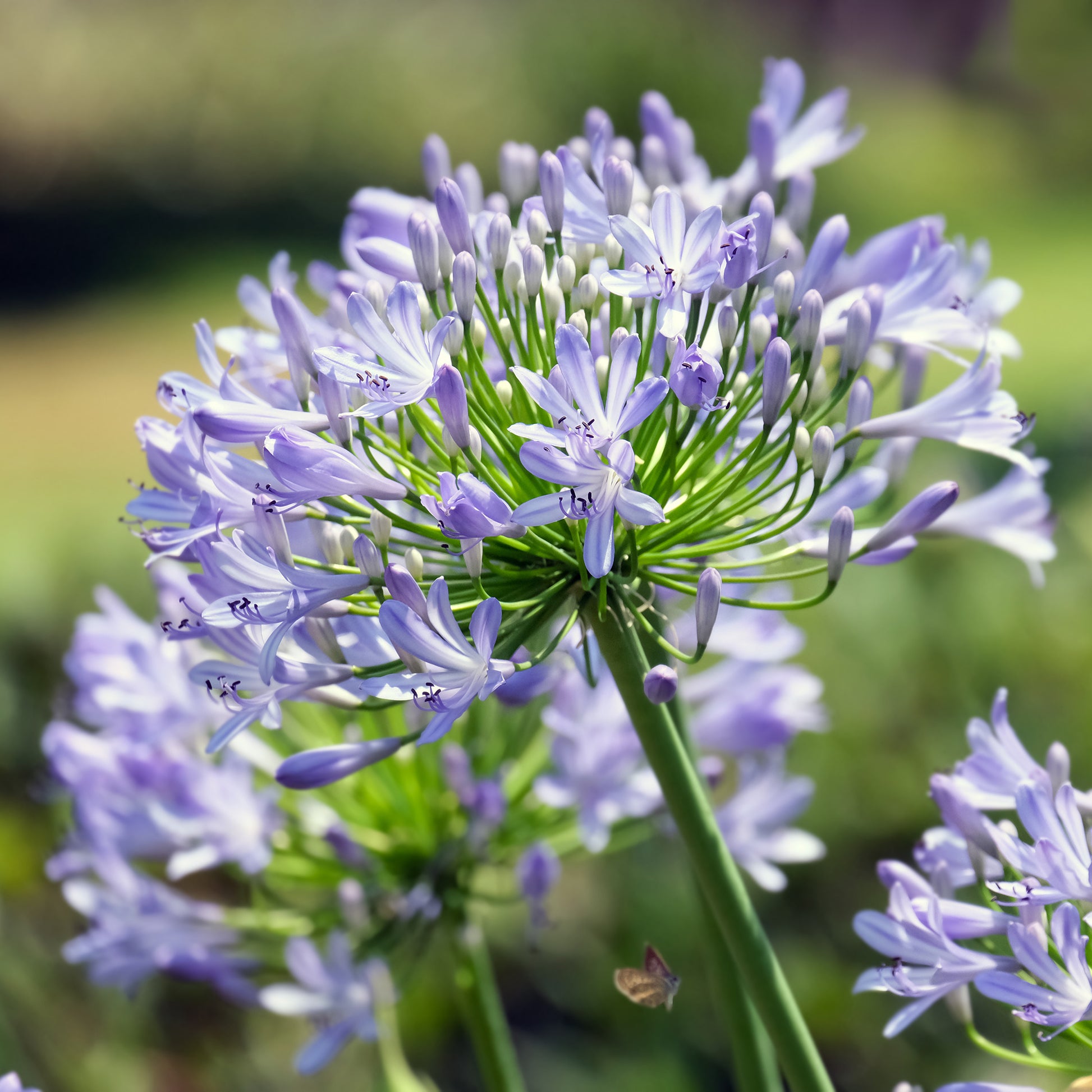 Agapanthus Peter Pan - Agapanthus Peter Pan - Bakker