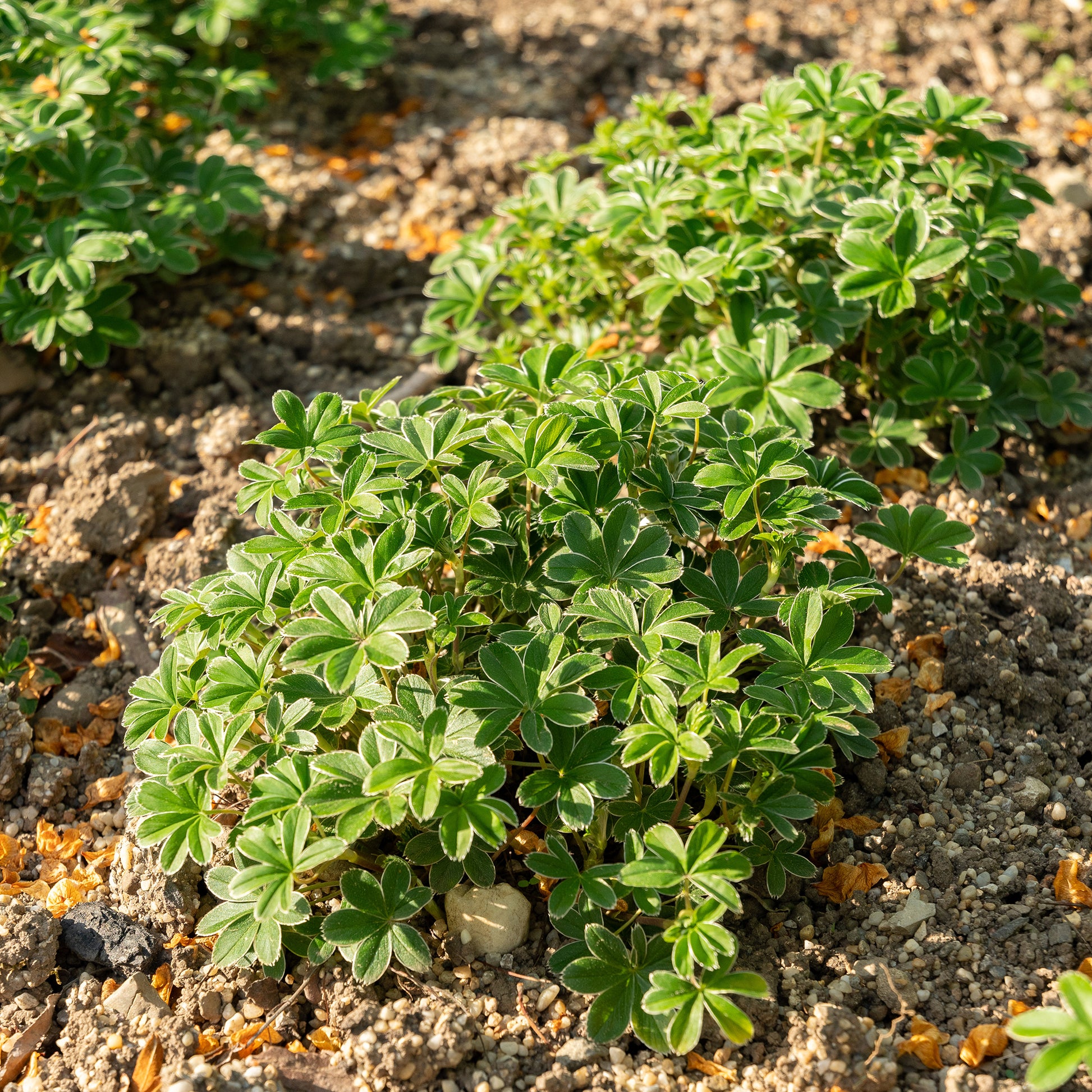 Alchemilla - Frauenmantel - Alpen-Silbermantel - Alchemilla alpina