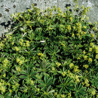 Verkauf Alpen-Silbermantel - Alchemilla alpina