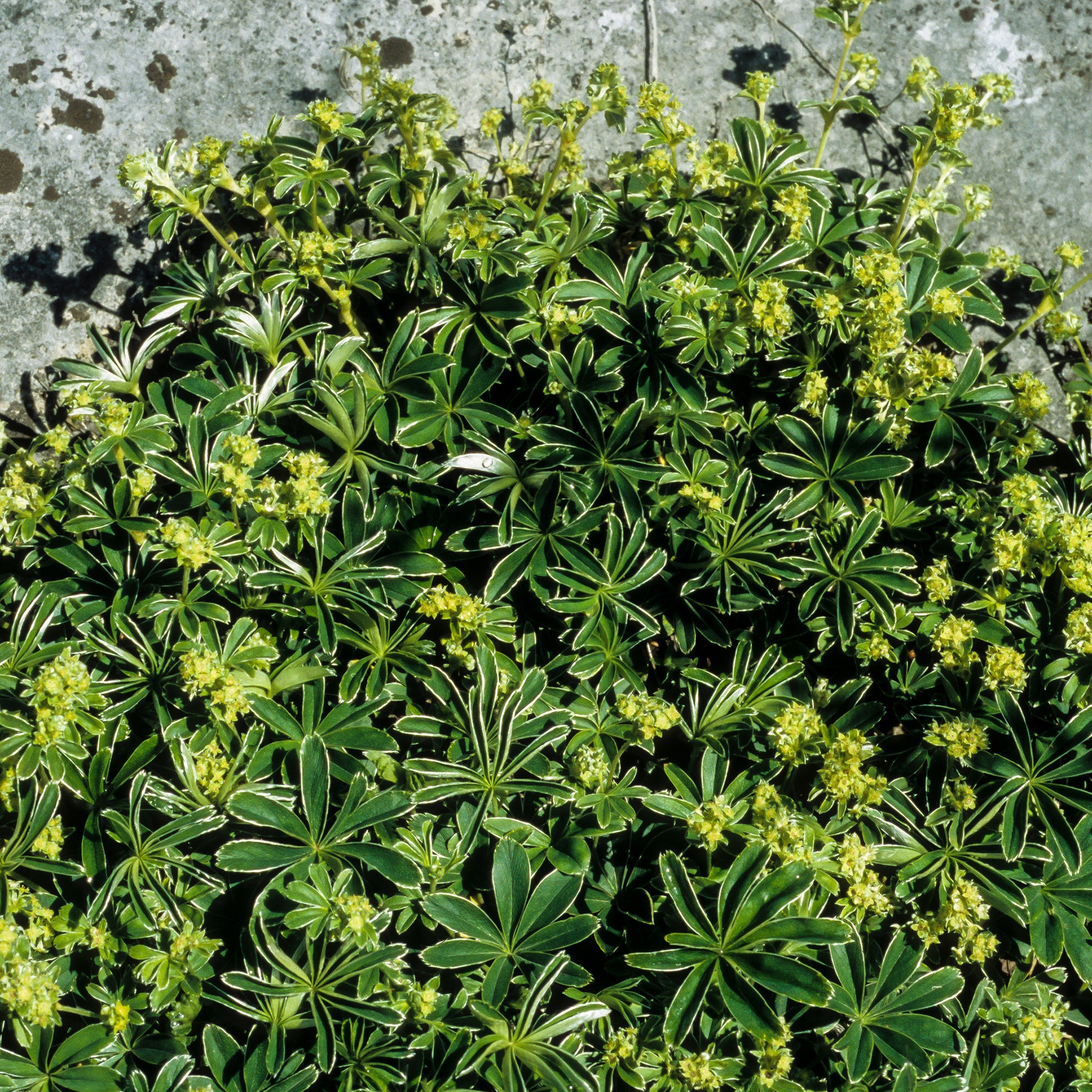 Verkauf Alpen-Silbermantel - Alchemilla alpina