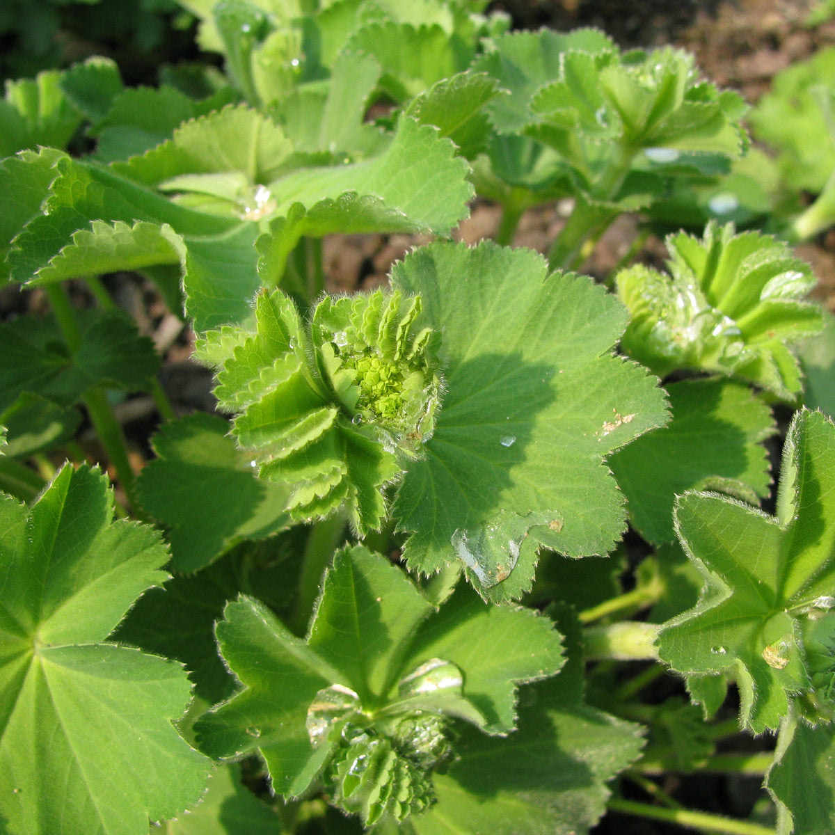 Alchemilla epipsila - Alchemilla epipsila - Bakker