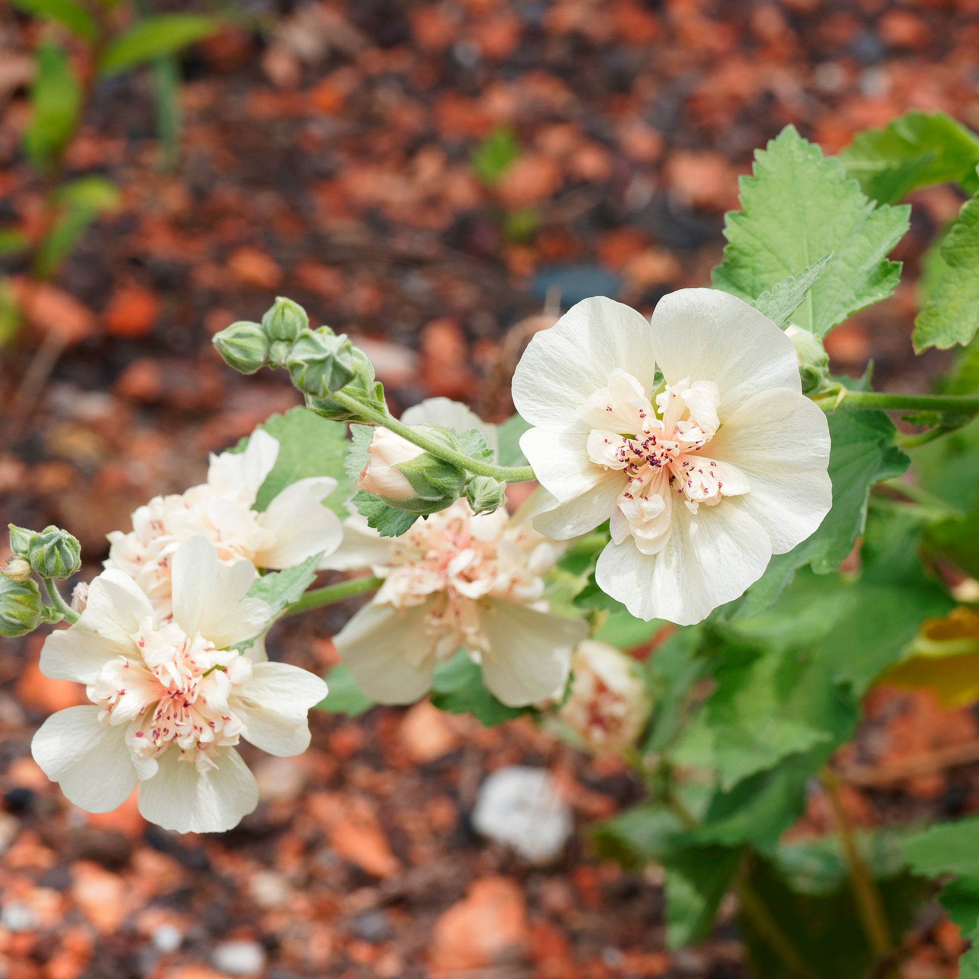Blühende Stauden - Halbstrauchige Stockrose Parkallee - Alcalthaea suffrutescens Parkallee