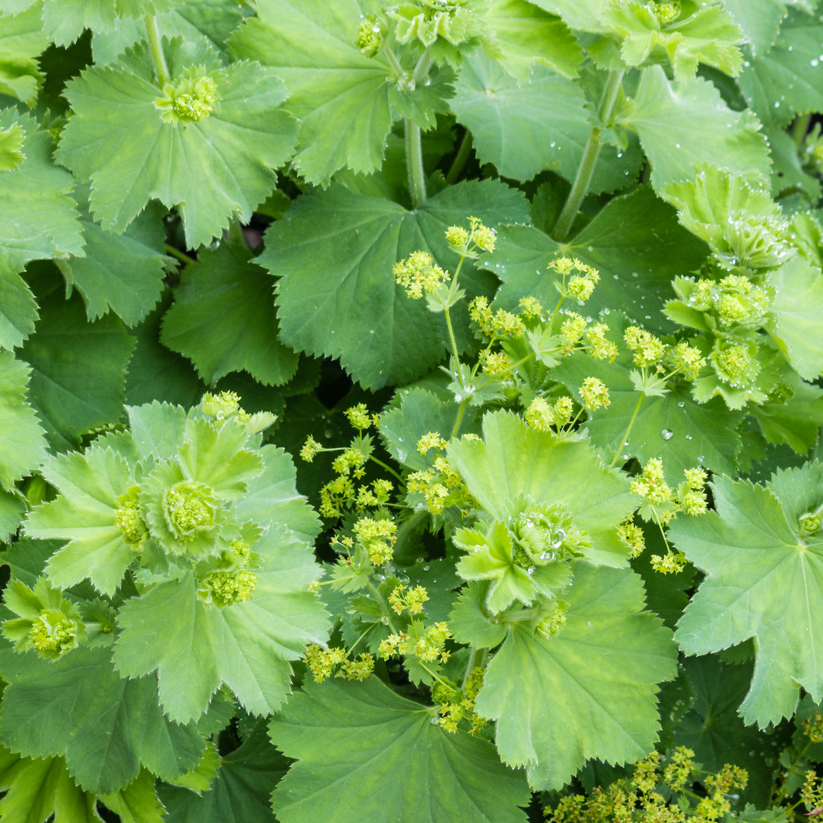 Stauden - Spitzlappiger Frauenmantel - Alchemilla vulgaris