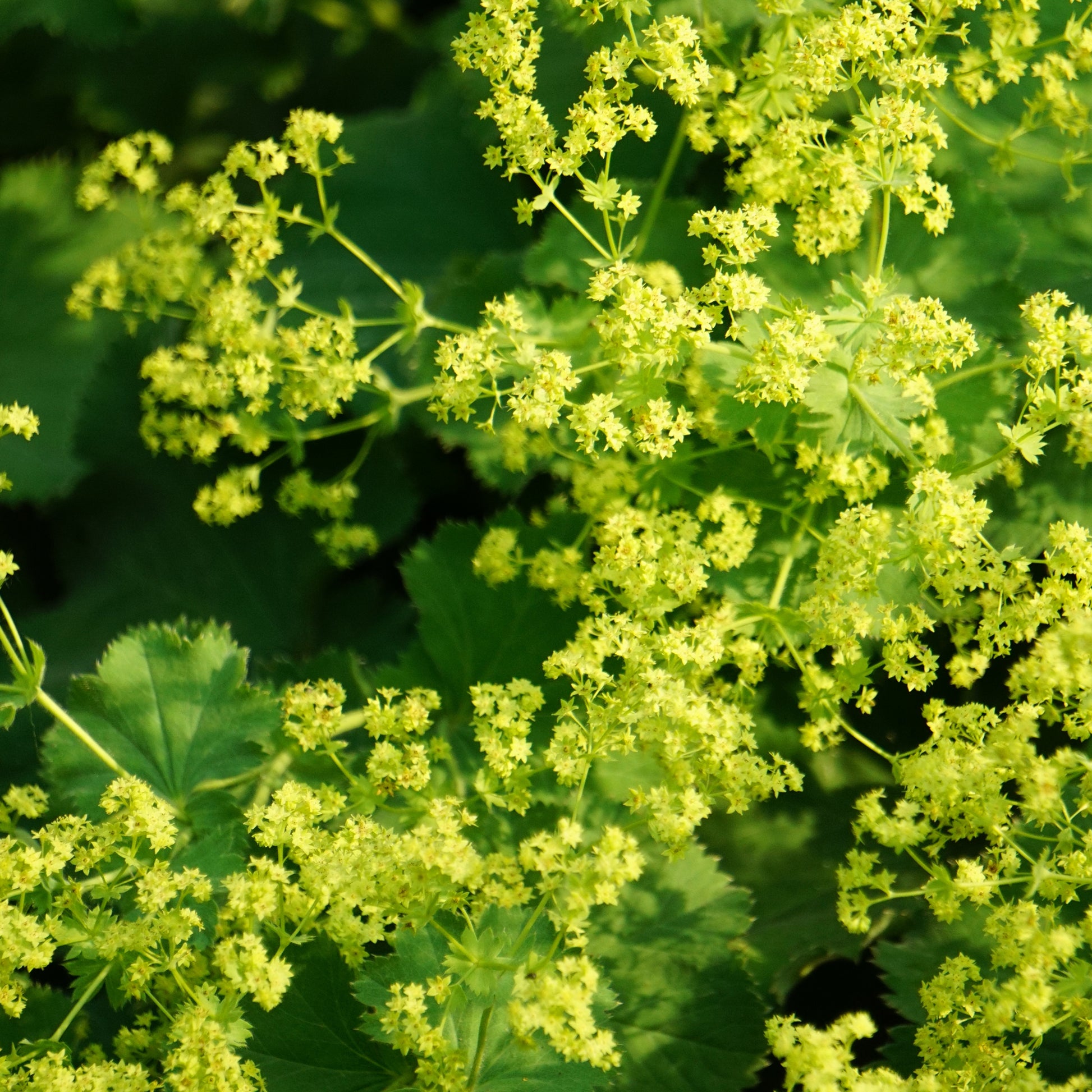 Spitzlappiger Frauenmantel - Alchemilla vulgaris - Bakker