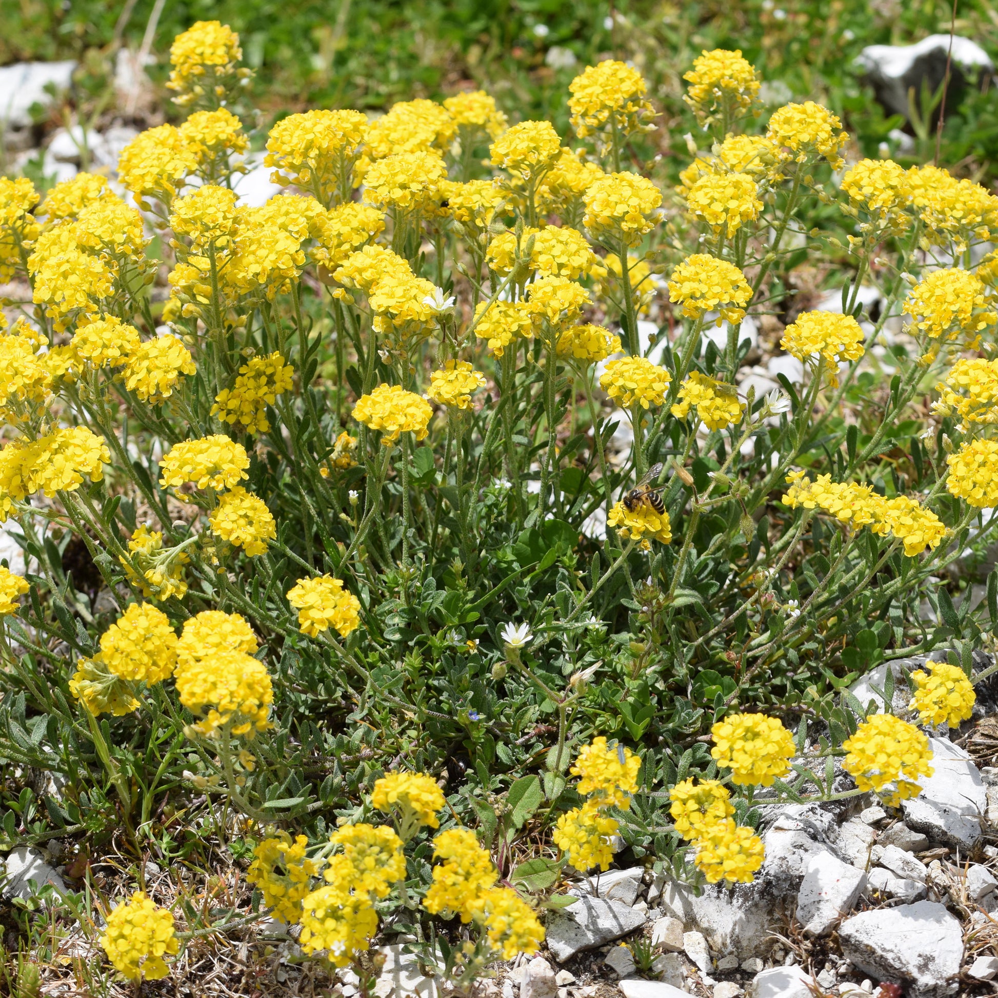 Steinkraut ‘Berggold’ - Alyssum montanum Berggold - Bakker