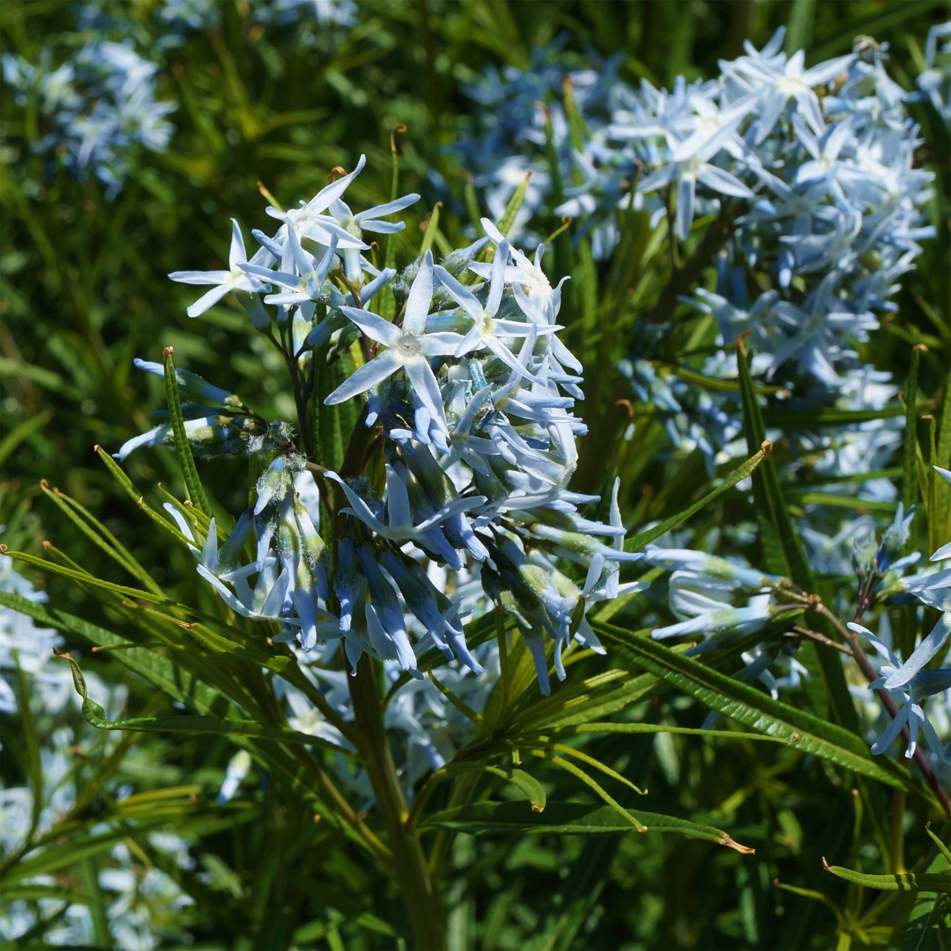Amsonia hubrichtii - Amsonia hubrichtii - Bakker