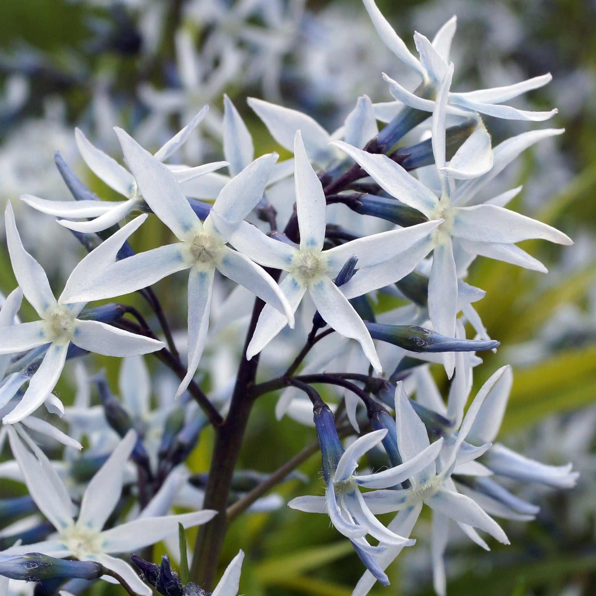 Amsonia hubrichtii - Bakker
