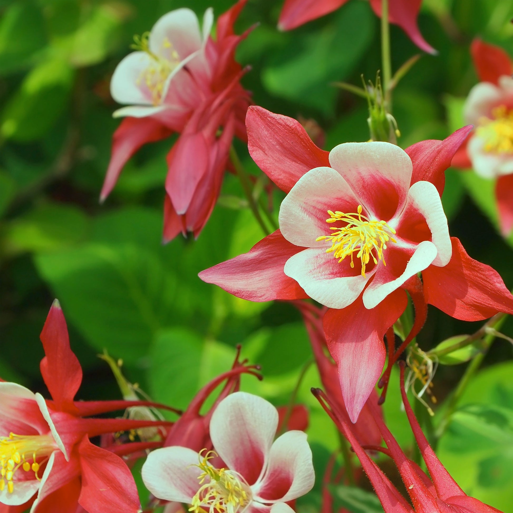 Akelei  'Crimson Star' - Aquilegia Crimson Star - Bakker