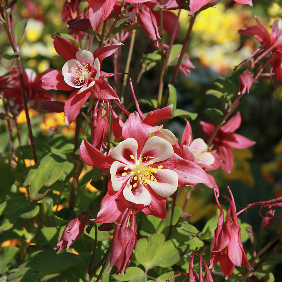 Akelei  'Crimson Star' - Bakker