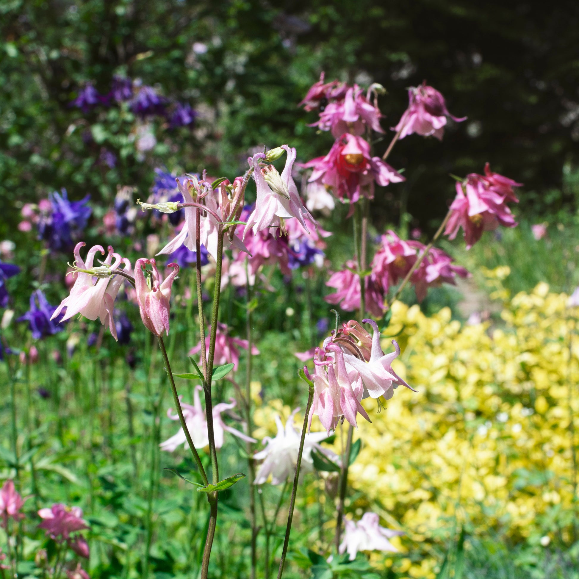 Akelei ‘Heidi’ - Aquilegia vulgaris heidi - Bakker