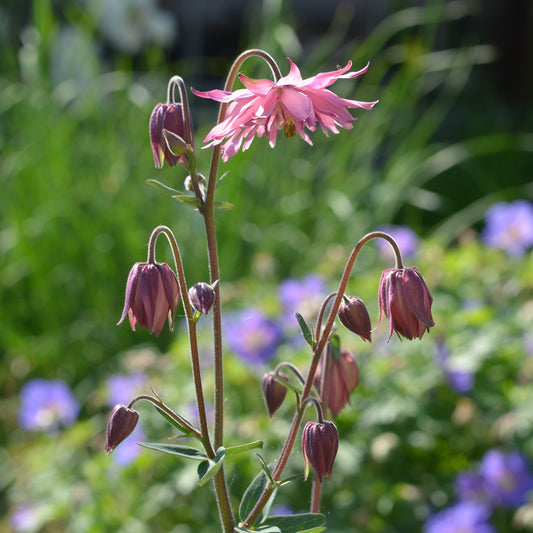 Akelei ‘Rose Barlow’ - Bakker